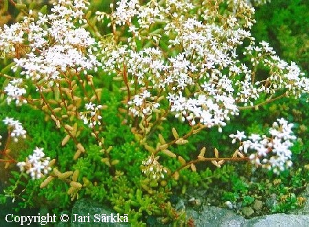  Sedum album